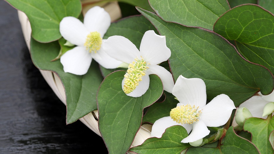 どくだみ石鹸は植物由来だから肌ケアにおすすめ！どくだみとは？石鹸の保管方法・生活の改善ポイント